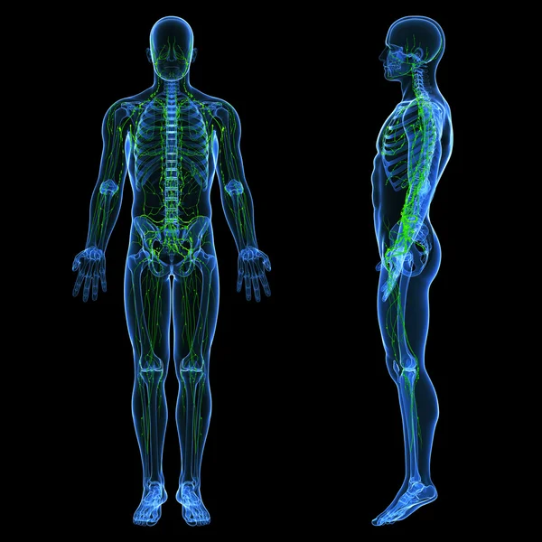 réseau lymphatique